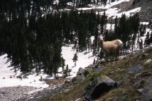Rocky Mtn. Sheep, Ewe, South Truchas