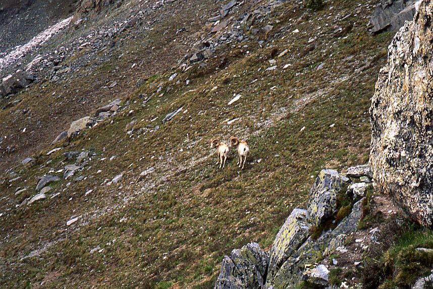 Rocky Mtn. Sheep, Two Rams #2