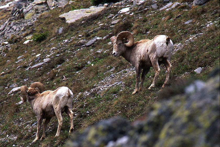 Rocky Mtn. Sheep, Two Rams #1