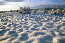 Snowforms with juniper #30