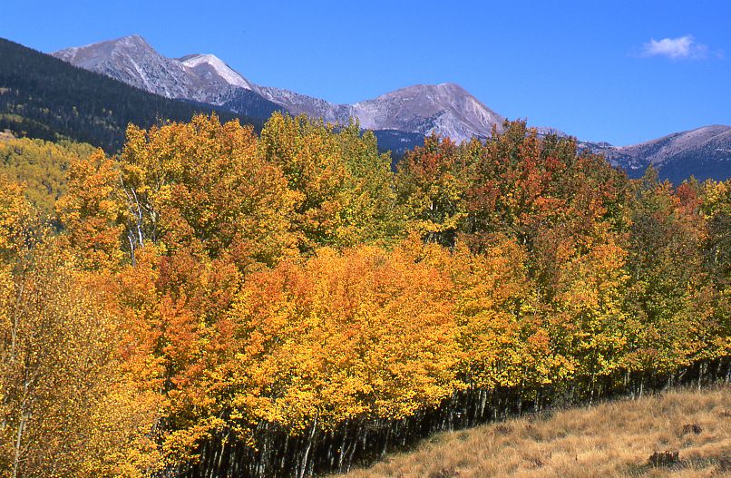 Truchas Peaks with aspens