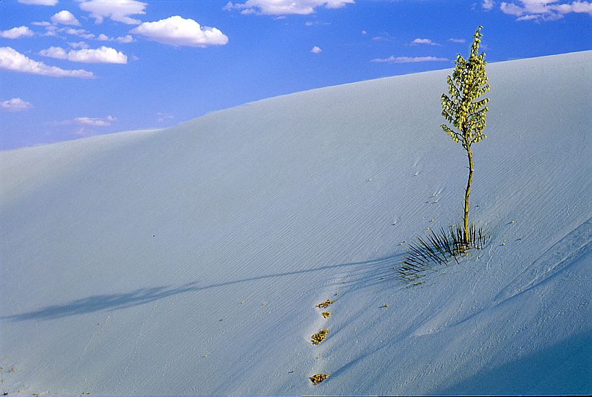 White Sands, Late Afternoon