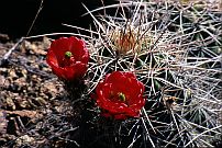 Claret Cup Blossoms