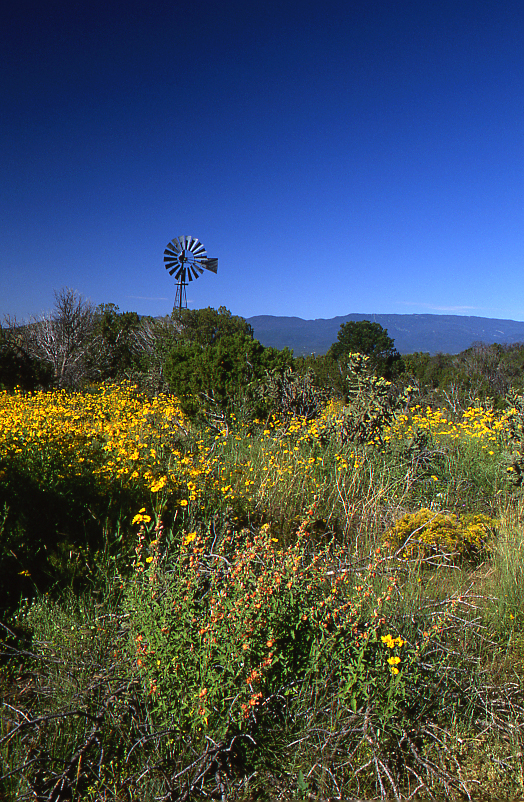 Windmill with Wildflowers