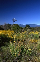 Windmill, Wildflowers