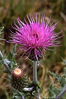 Purple thistle, Cirsium horridulum