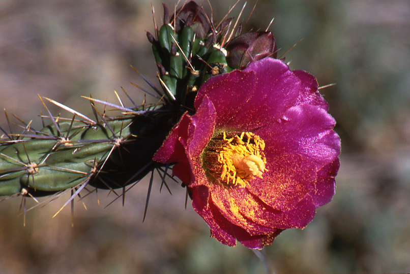 Walking Stick Cholla Blossom