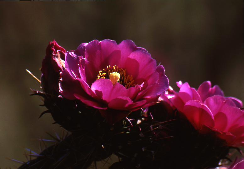 Walking Stick Cholla Blossom