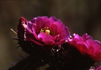 Walking Stick Cholla Blossom
