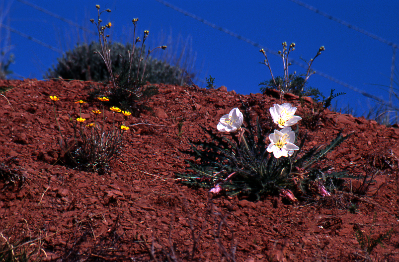Evening Primrose and barbed wire