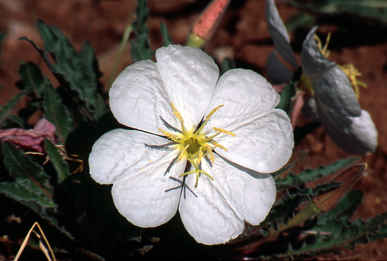 Evening Primrose #1