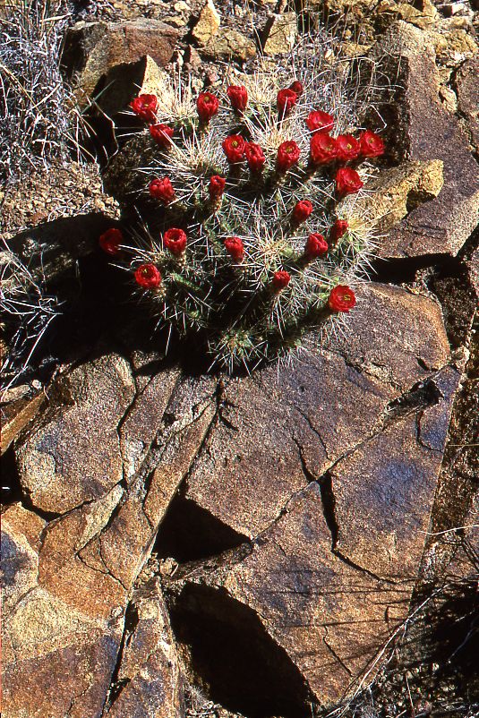 Claret Cup Cactus