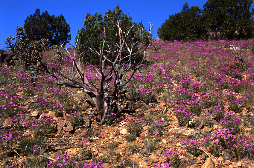 Desert Verbena
