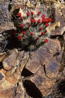 Claret Cup Cactus