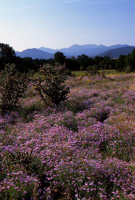 Purple Asters
