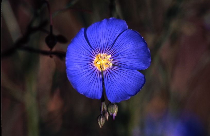 Prairie Flax #1