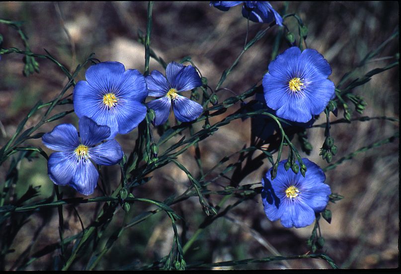 Prairie Flax #2