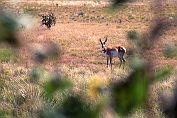 Female Pronghorn