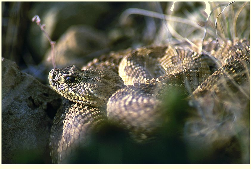 Prairie Rattlesnake