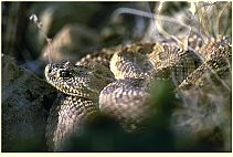 Prairie Rattlesnake