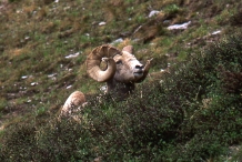 Rocky Mtn. Bighorn #1